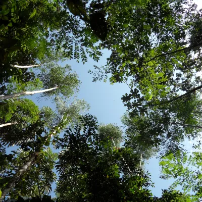 Lacuna de pesquisa sobre regeneração das florestas