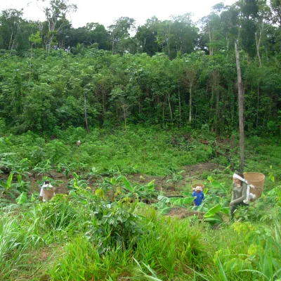 Nota técnica: Recomendações para o monitoramento da regeneração natural na Amazônia
