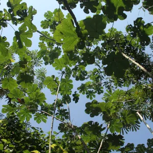 O conceito de integridade ecológica das florestas em regeneração