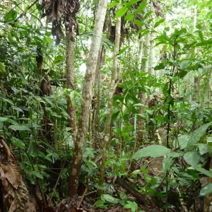 Indicadores de integridade ecológica das florestas regenerantes na Amazônia